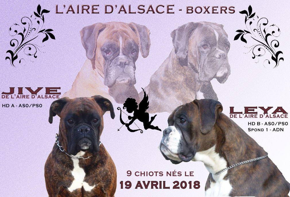 de l'Aire d'Alsace - Boxer - Portée née le 19/04/2018