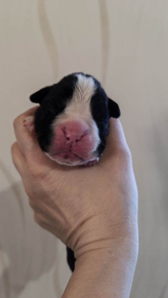 de l'Aire d'Alsace - Chiot disponible  - Boxer