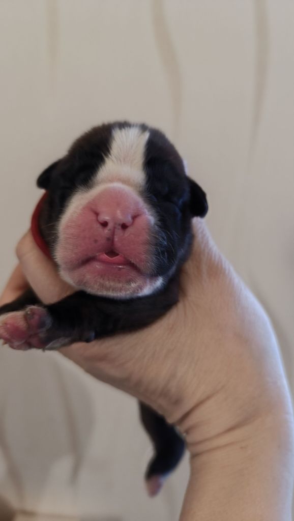 de l'Aire d'Alsace - Chiot disponible  - Boxer