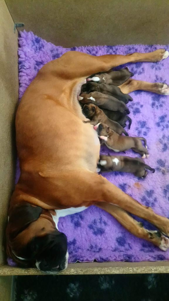 chiot Boxer de l'Aire d'Alsace