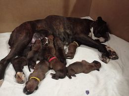 chiot Boxer de l'Aire d'Alsace