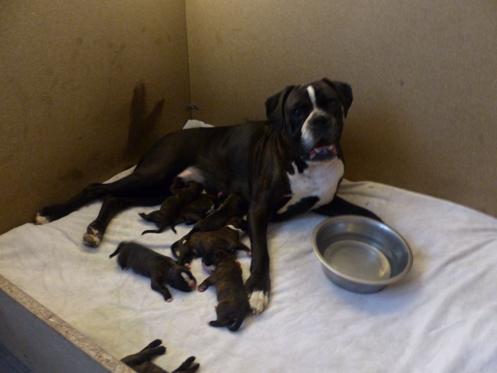 chiot Boxer de l'Aire d'Alsace