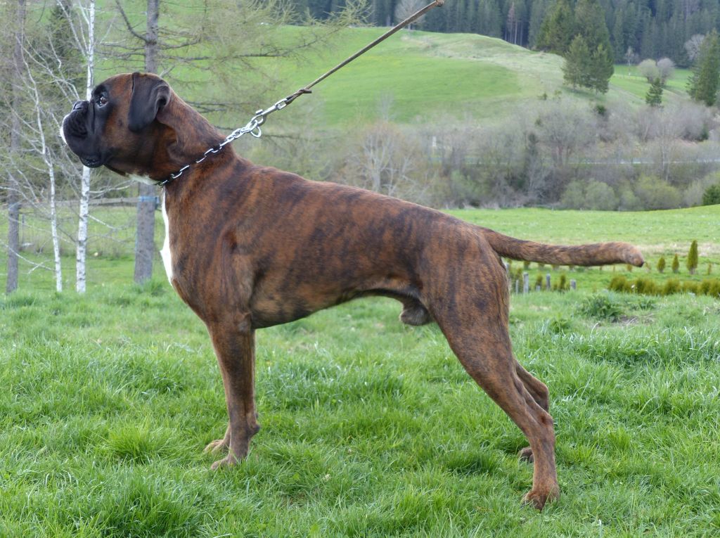 Saiko de l'Aire d'Alsace