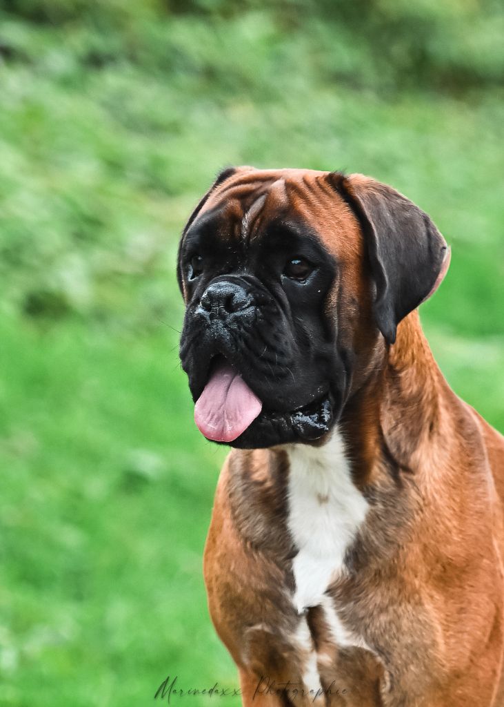 CH. Ulyx Du Soleil De L'aurion