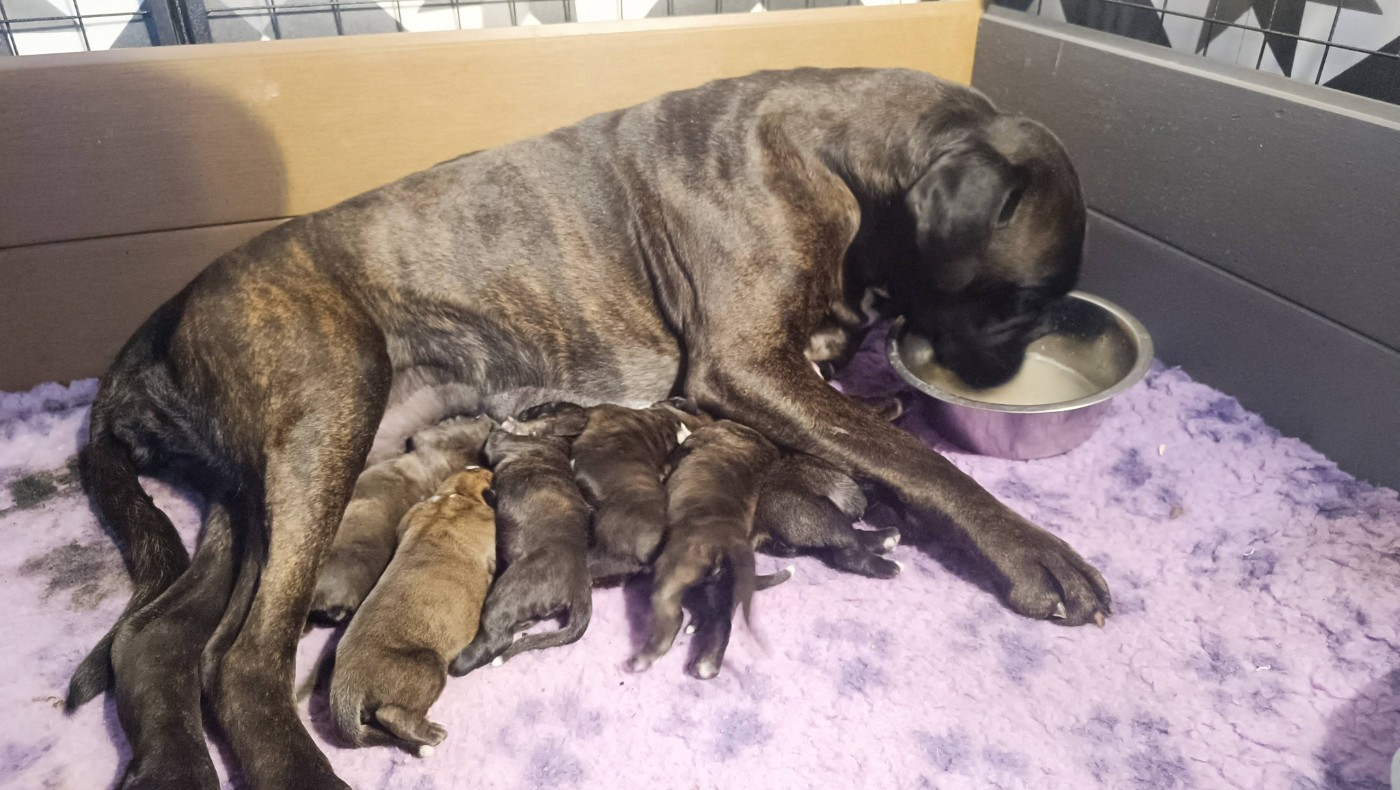 Chiots disponibles à la réservation