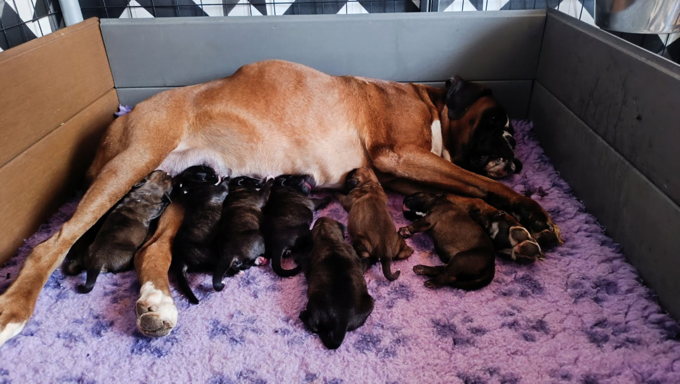 Naissance des chiots de Rubya