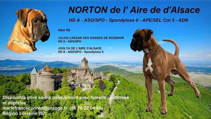de l'Aire d'Alsace - NORTON  de l'Aire d'Alsace