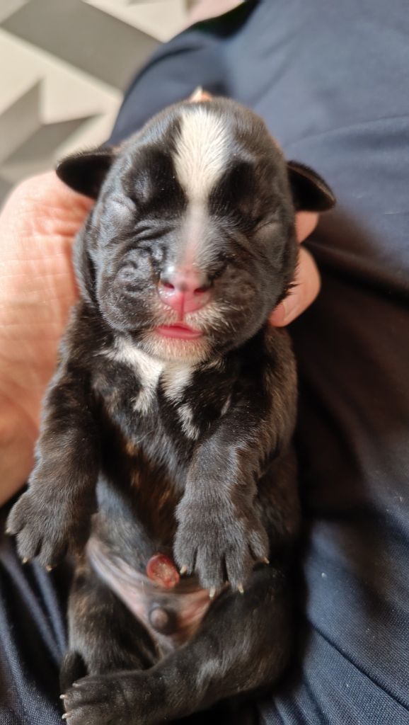 de l'Aire d'Alsace - Chiots disponibles - Boxer