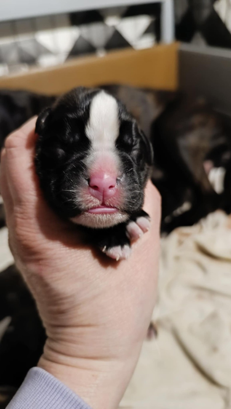 de l'Aire d'Alsace - Chiots disponibles - Boxer