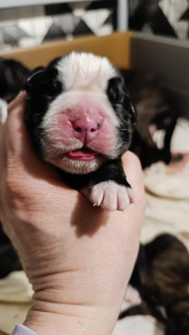 de l'Aire d'Alsace - Chiots disponibles - Boxer