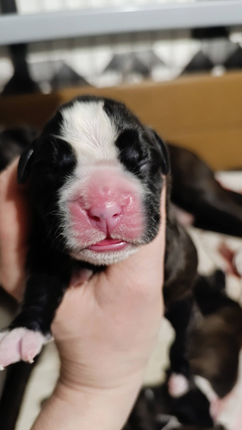 de l'Aire d'Alsace - Chiots disponibles - Boxer