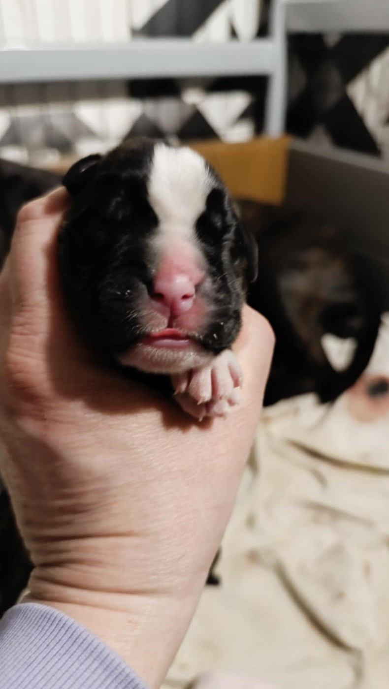 de l'Aire d'Alsace - Chiots disponibles - Boxer