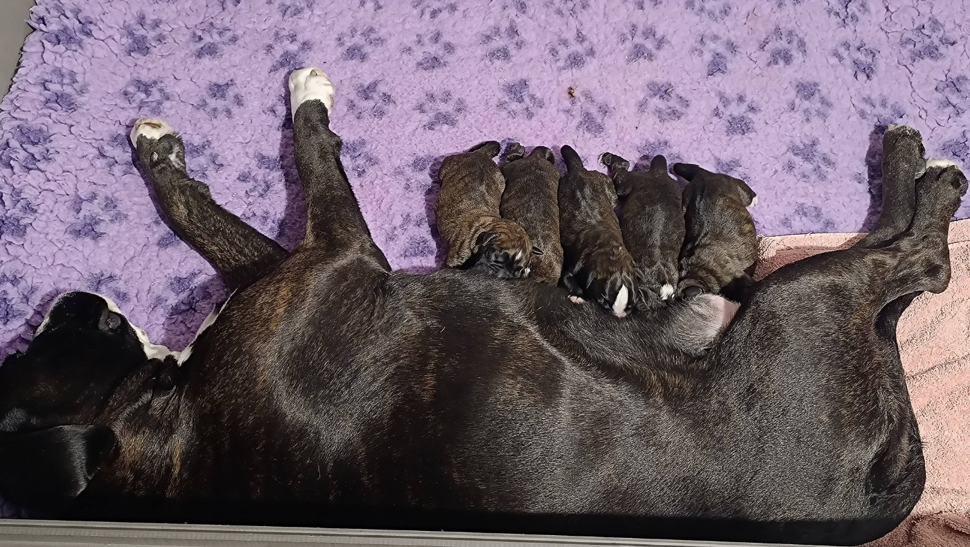 Chiot Boxer de l'Aire d'Alsace