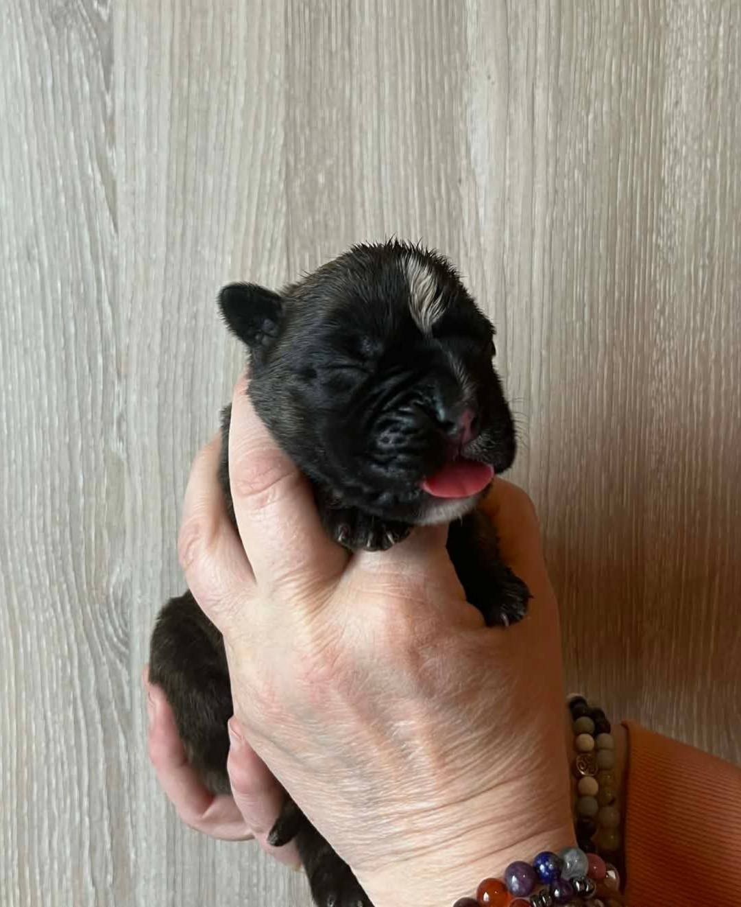de l'Aire d'Alsace - Chiots disponibles - Boxer