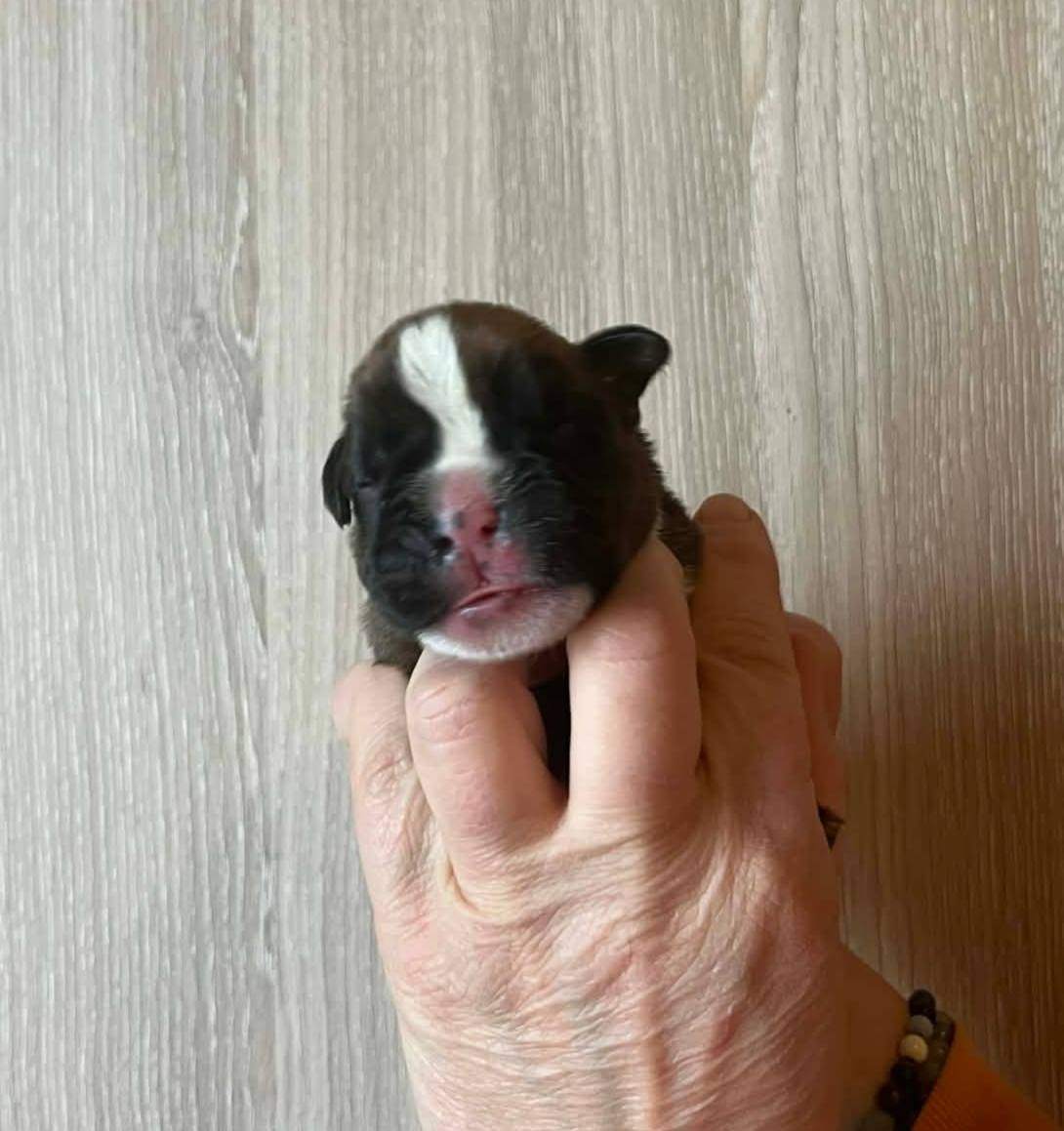 de l'Aire d'Alsace - Chiots disponibles - Boxer