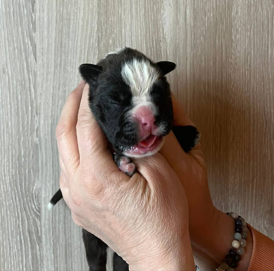 de l'Aire d'Alsace - Chiots disponibles - Boxer