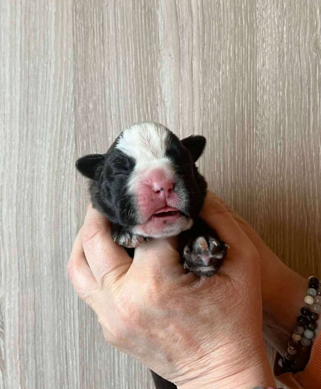 de l'Aire d'Alsace - Chiots disponibles - Boxer