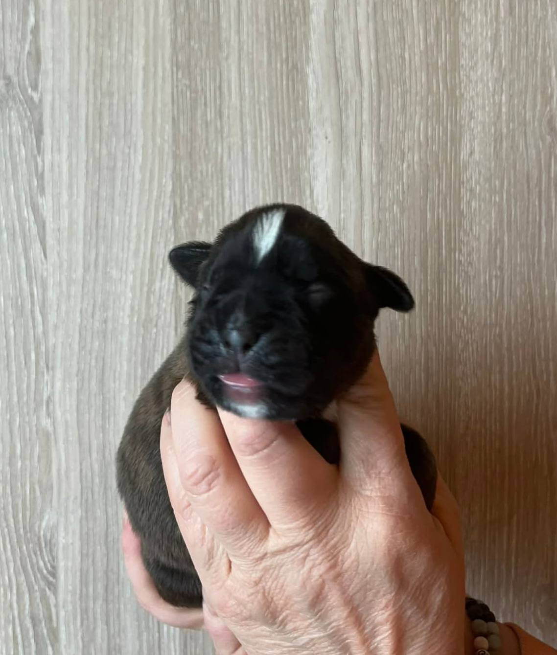 de l'Aire d'Alsace - Chiots disponibles - Boxer
