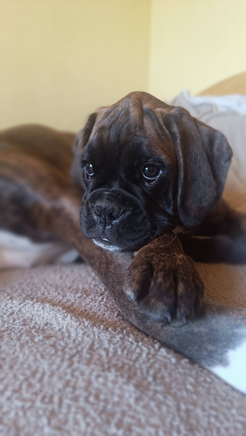 de l'Aire d'Alsace - Chiots disponibles - Boxer