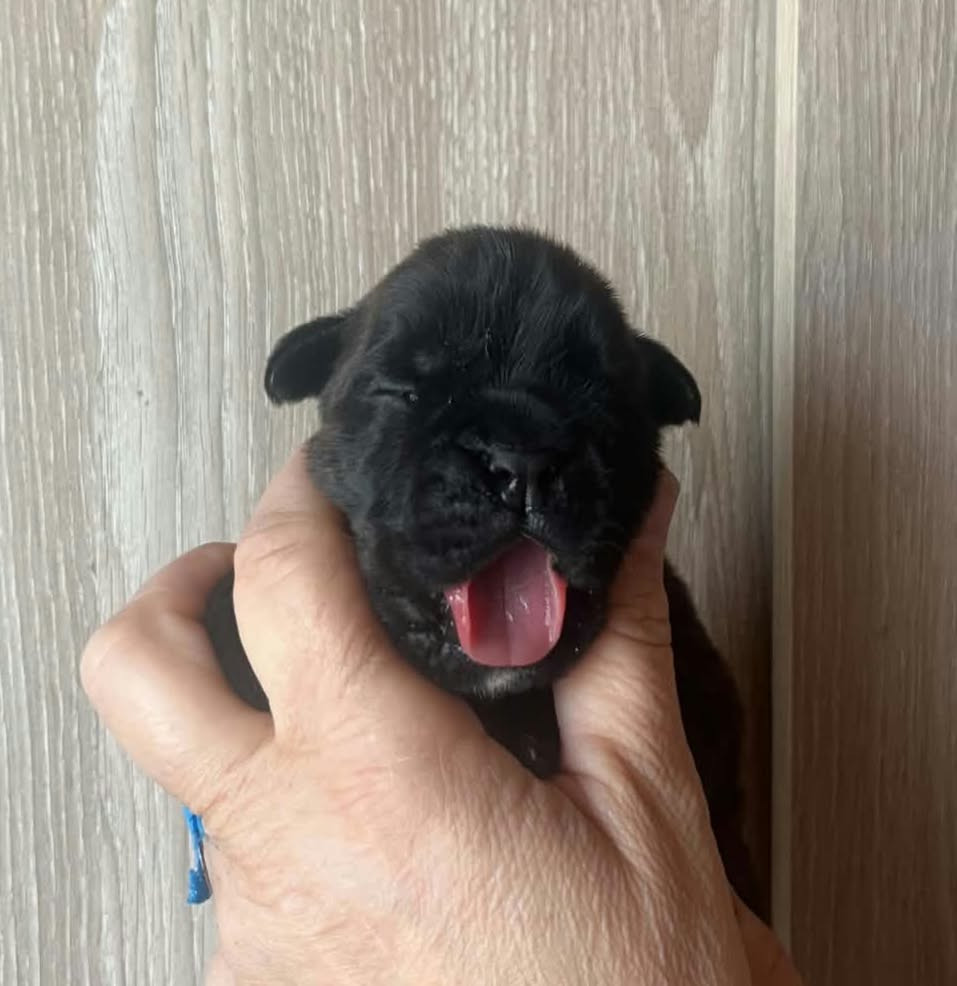 de l'Aire d'Alsace - Chiots disponibles - Boxer