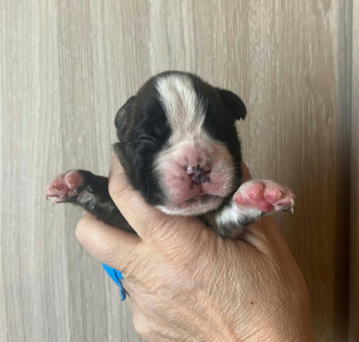 de l'Aire d'Alsace - Chiots disponibles - Boxer