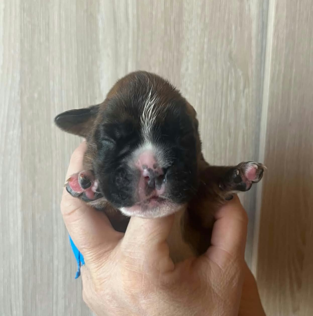 de l'Aire d'Alsace - Chiots disponibles - Boxer