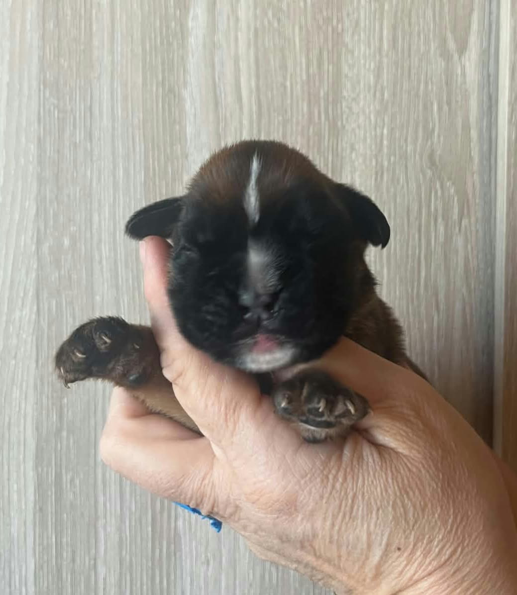 de l'Aire d'Alsace - Chiots disponibles - Boxer
