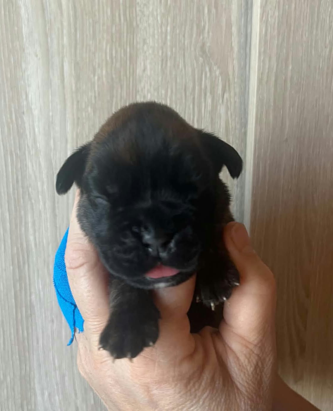 de l'Aire d'Alsace - Chiots disponibles - Boxer