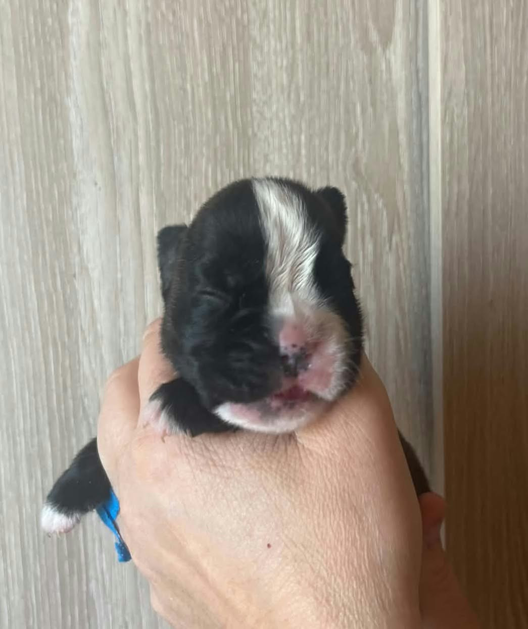 de l'Aire d'Alsace - Chiots disponibles - Boxer