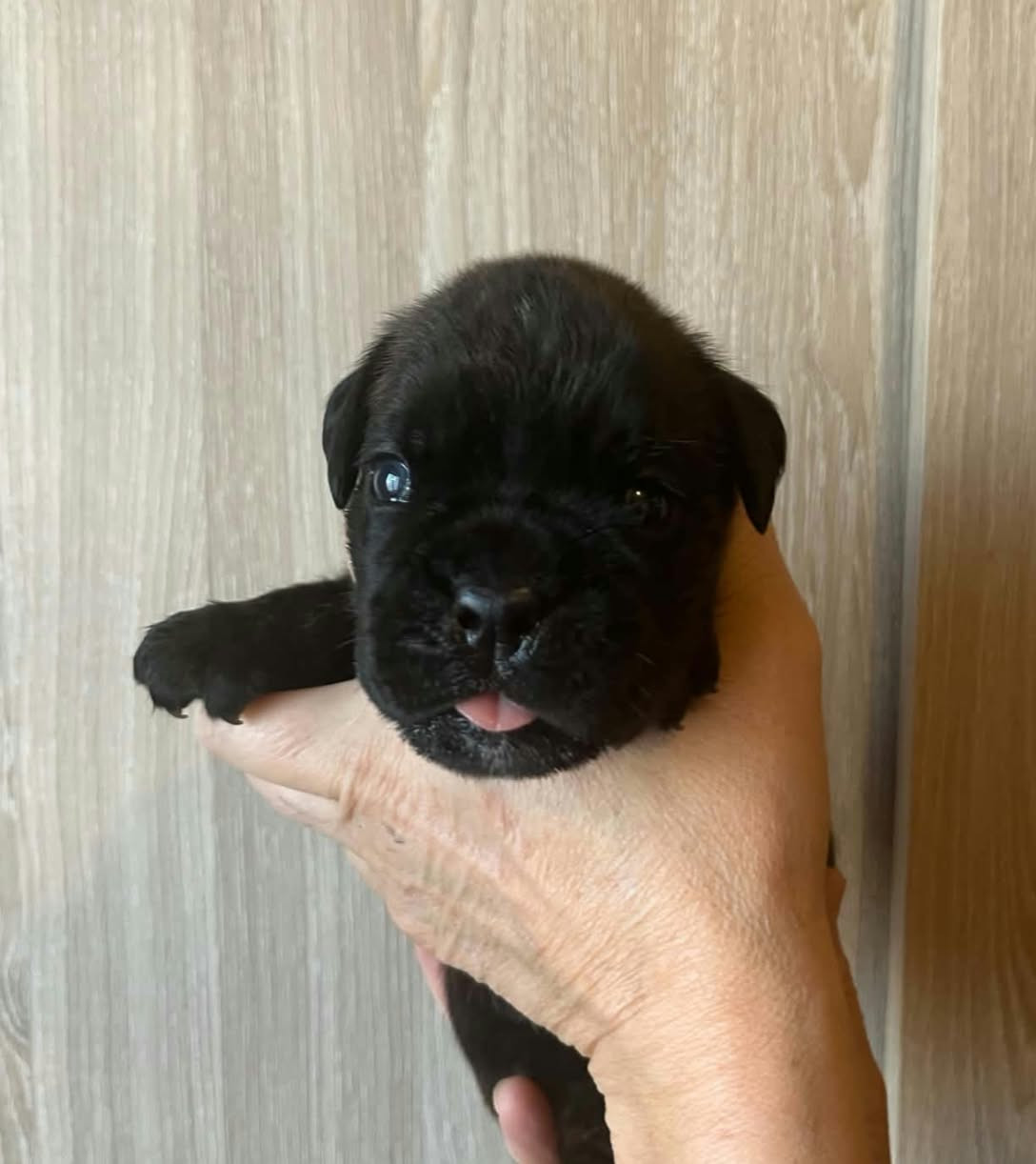 de l'Aire d'Alsace - Chiots disponibles - Boxer