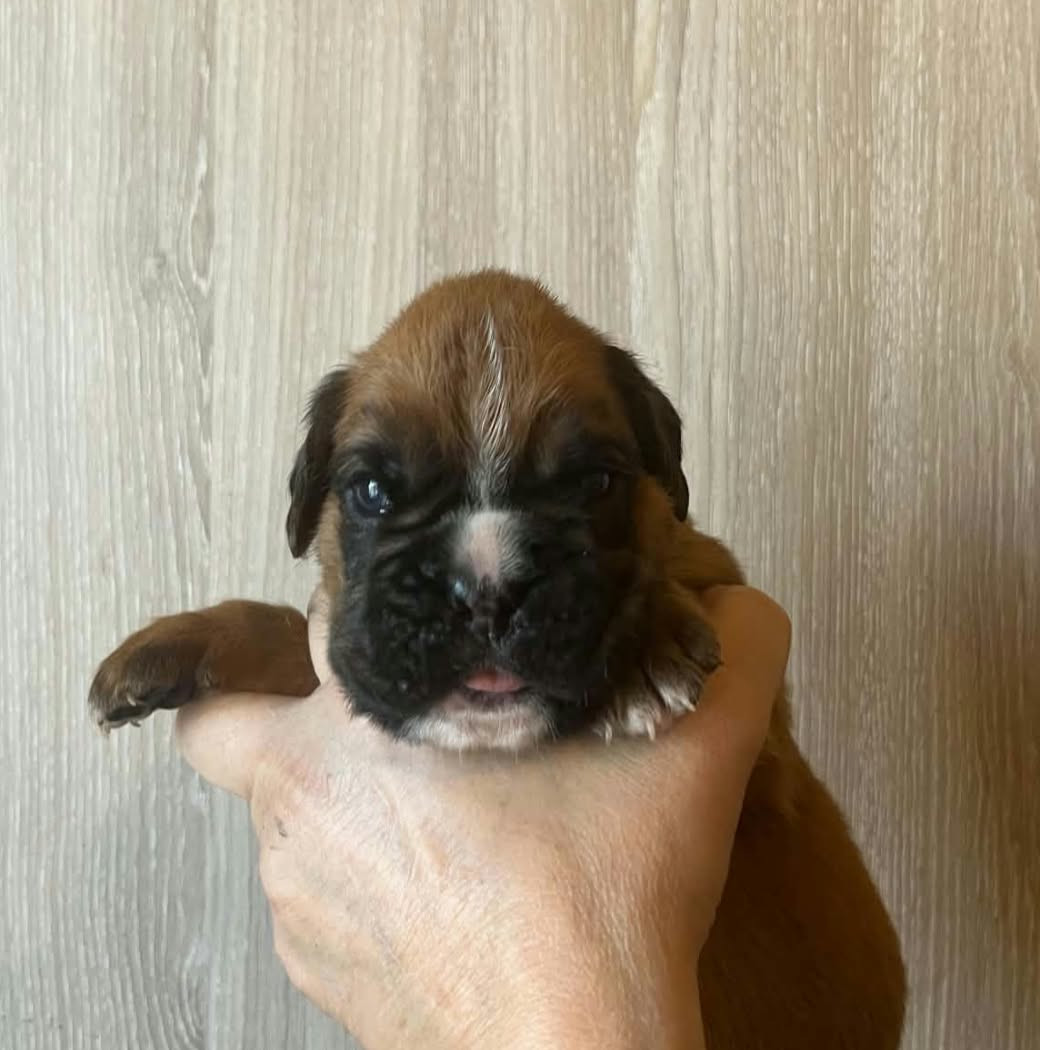 de l'Aire d'Alsace - Chiots disponibles - Boxer