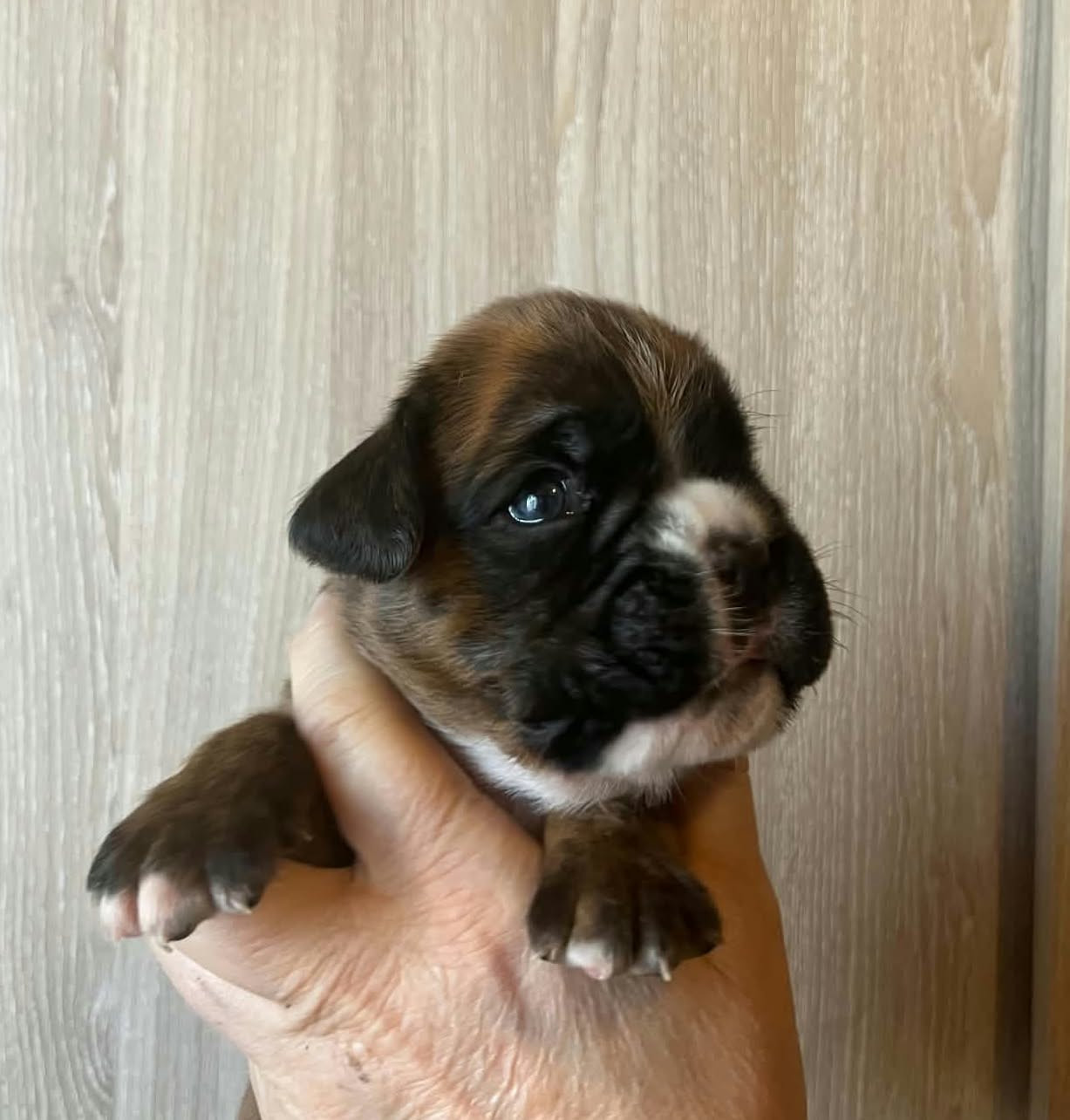 de l'Aire d'Alsace - Chiots disponibles - Boxer