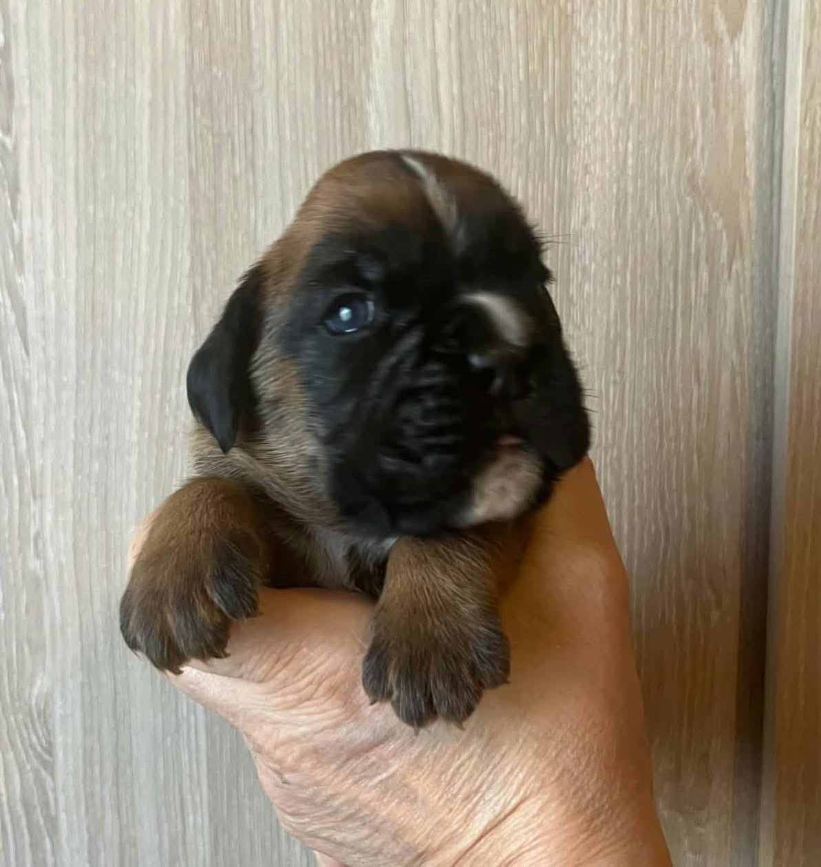 de l'Aire d'Alsace - Chiots disponibles - Boxer