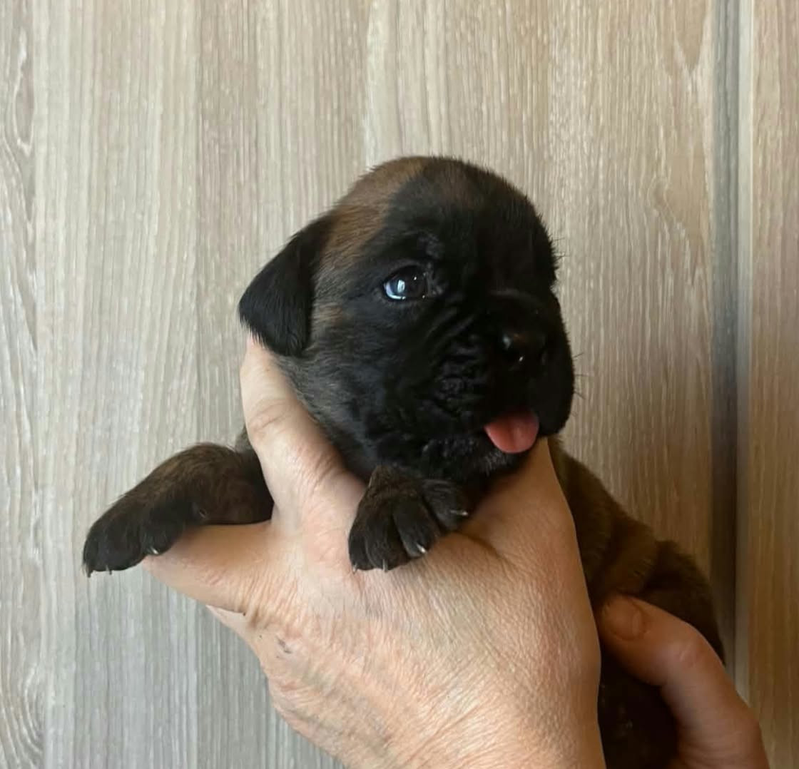 de l'Aire d'Alsace - Chiots disponibles - Boxer
