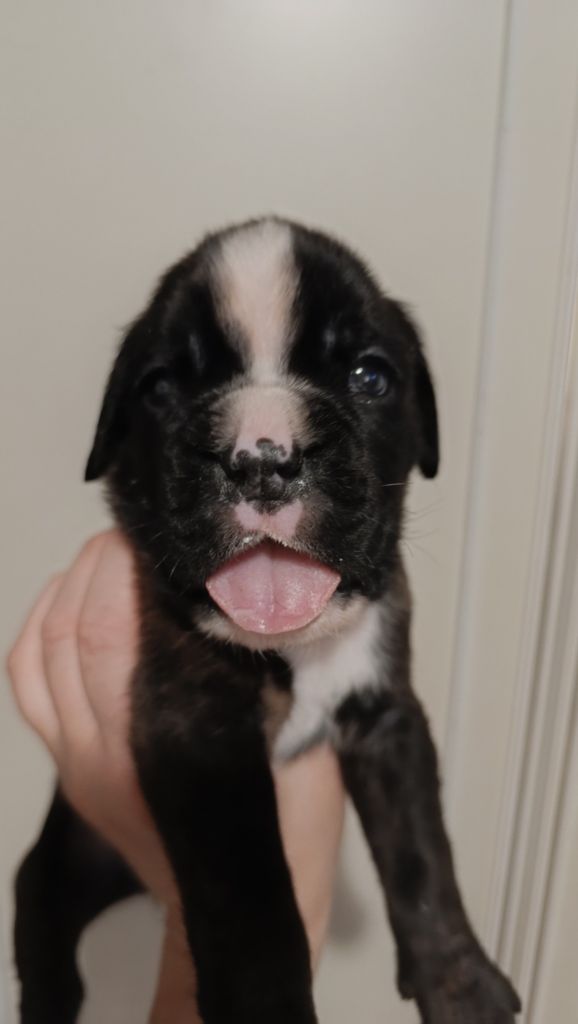 de l'Aire d'Alsace - Chiots disponibles - Boxer