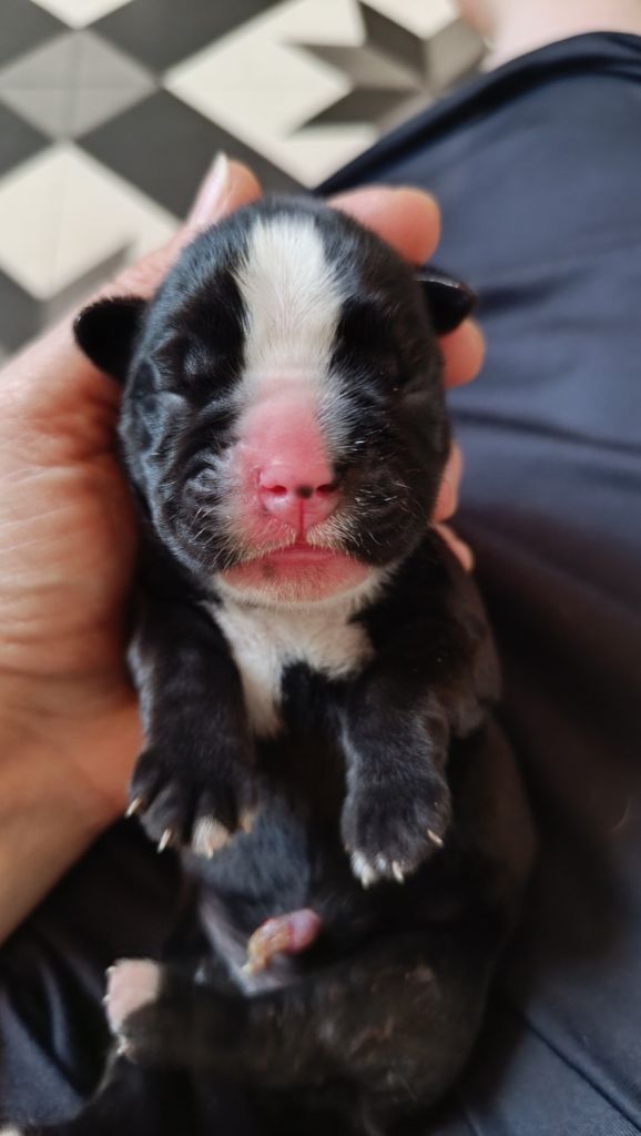 de l'Aire d'Alsace - Chiots disponibles - Boxer