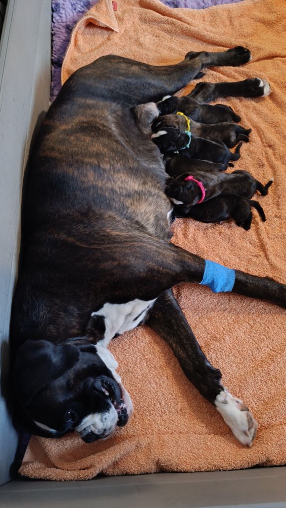 Chiot Boxer de l'Aire d'Alsace
