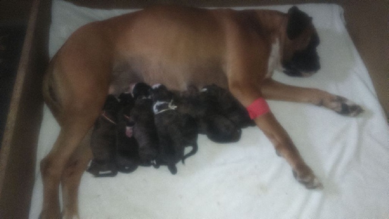 Chiot Boxer de l'Aire d'Alsace