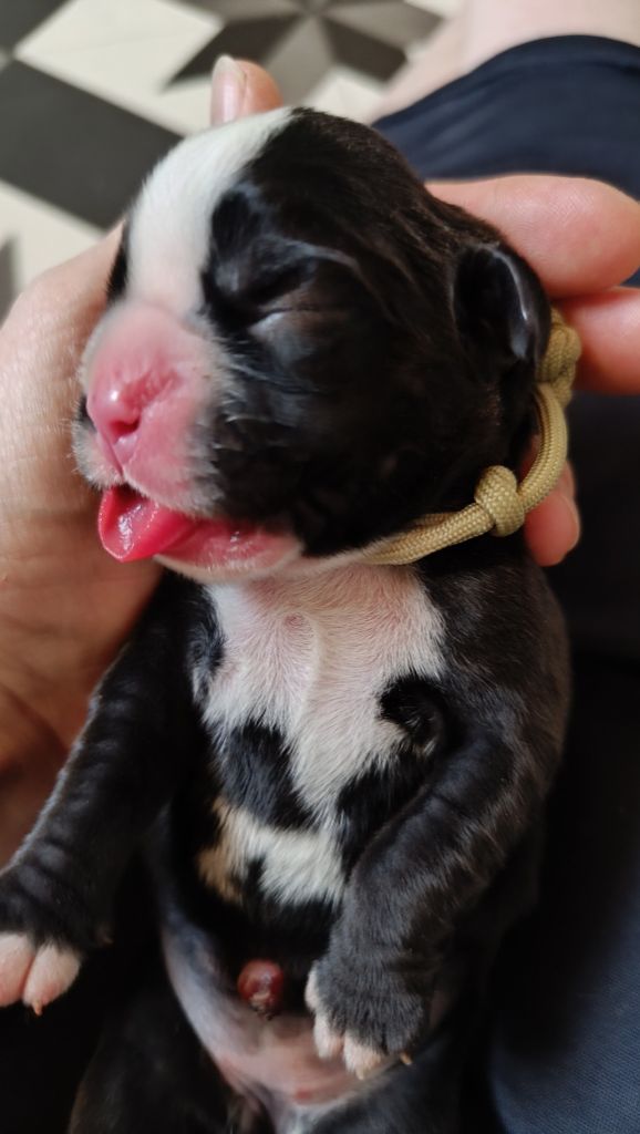 de l'Aire d'Alsace - Chiots disponibles - Boxer