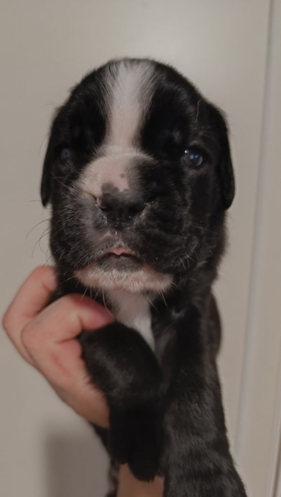 de l'Aire d'Alsace - Chiots disponibles - Boxer