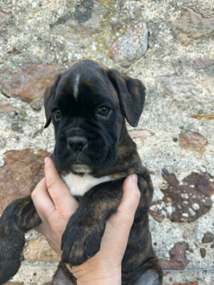 BORIS