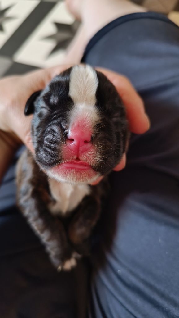 de l'Aire d'Alsace - Chiots disponibles - Boxer