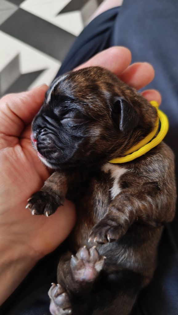 de l'Aire d'Alsace - Chiots disponibles - Boxer