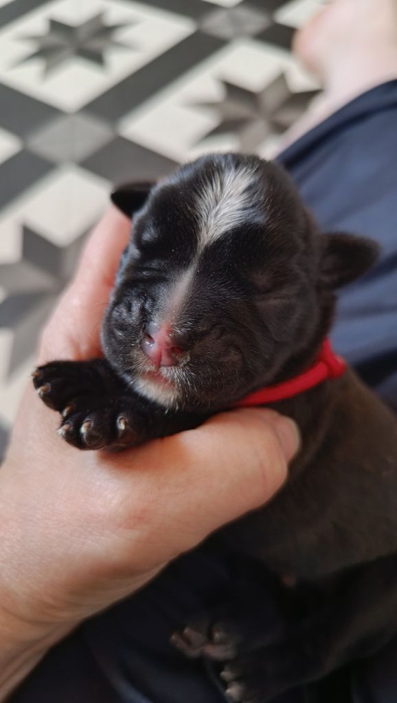 de l'Aire d'Alsace - Chiots disponibles - Boxer